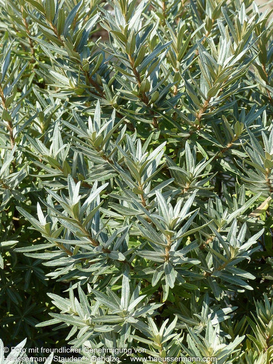 Zwerg-Sanddorn 'Hikul' (Hippophae rhamnoides)