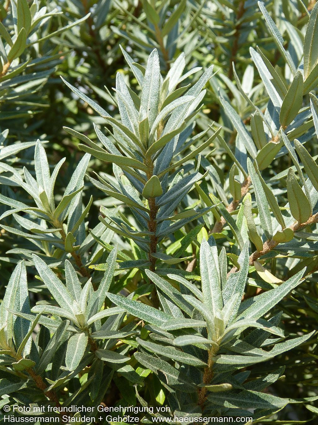 Zwerg-Sanddorn 'Hikul' (Hippophae rhamnoides)