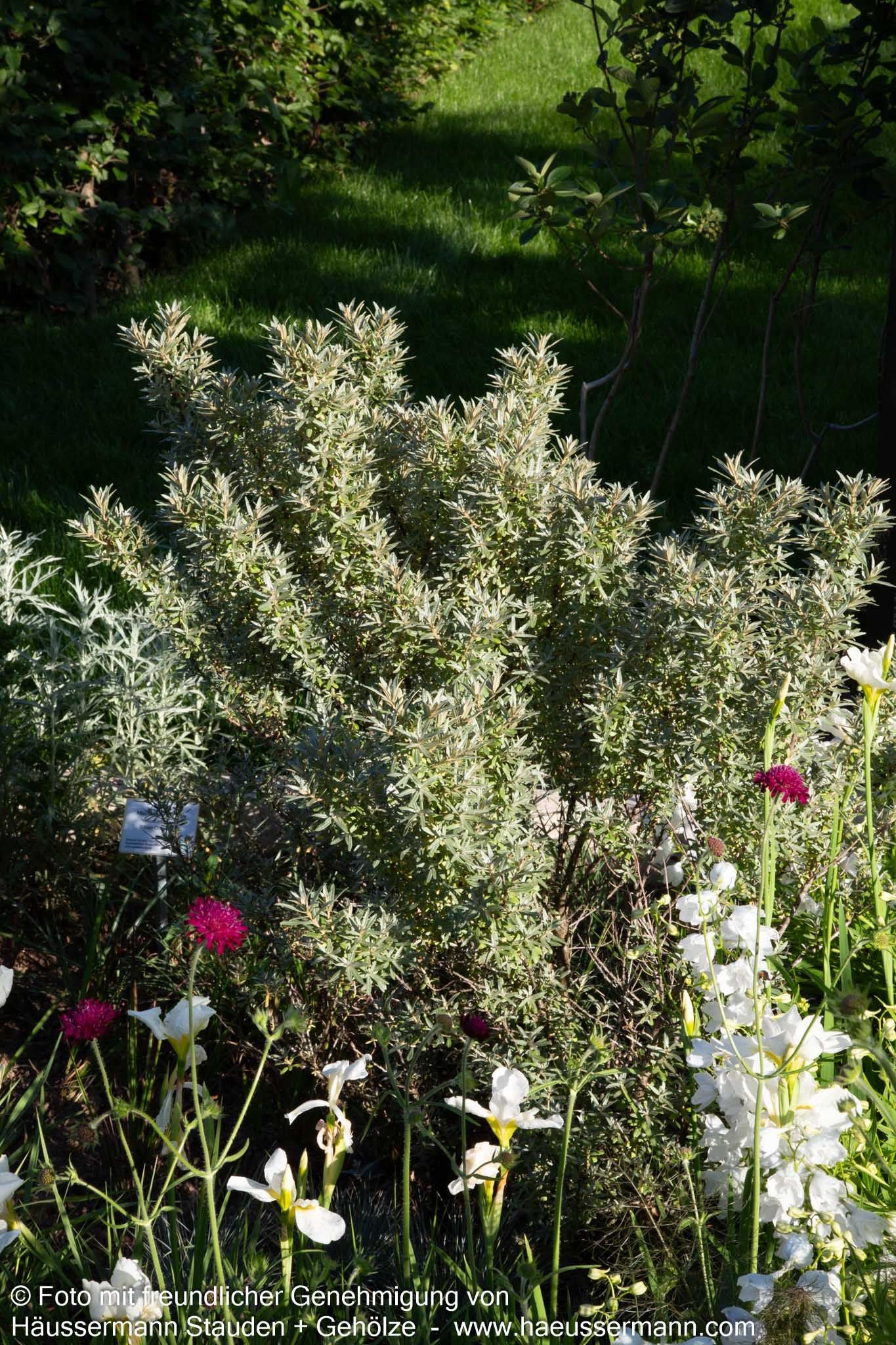 Zwerg-Sanddorn 'Hikul' (Hippophae rhamnoides)