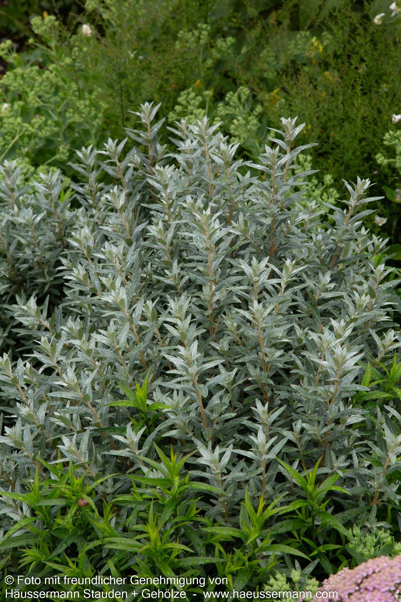 Zwerg-Sanddorn 'Hikul' (Hippophae rhamnoides)