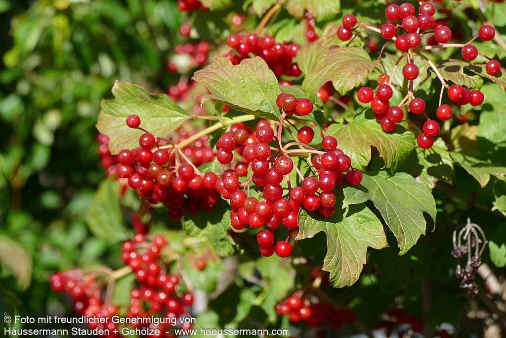 Zwerg-Schneeball 'Compactum' (Viburnum opulus)