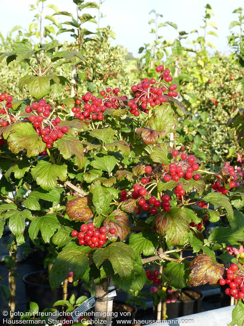 Zwerg-Schneeball 'Compactum' (Viburnum opulus)