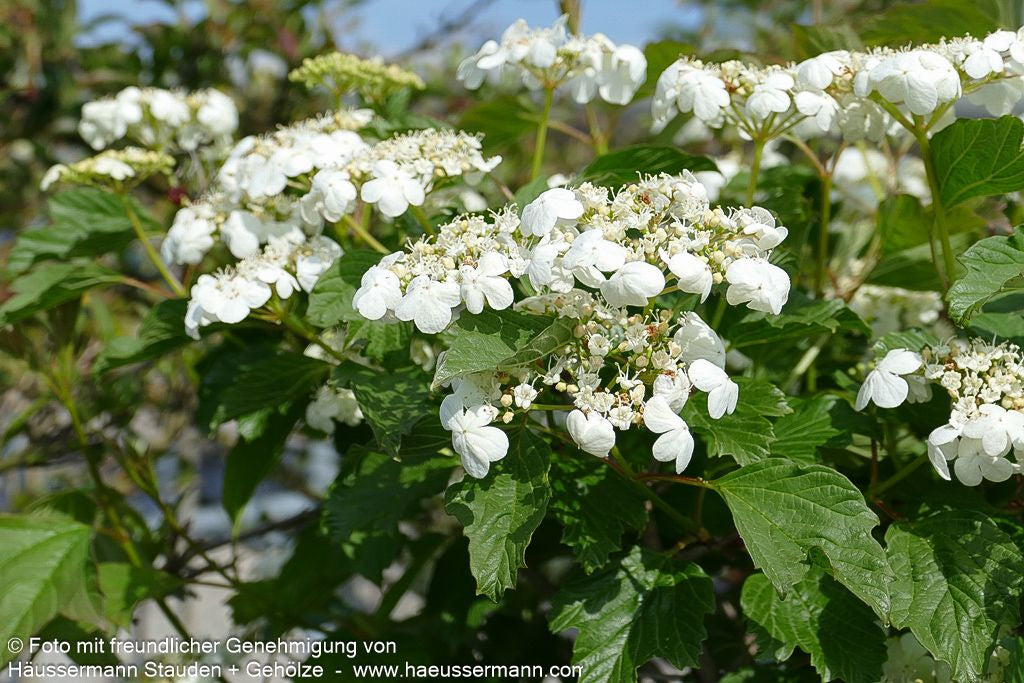 Zwerg-Schneeball 'Compactum' (Viburnum opulus)