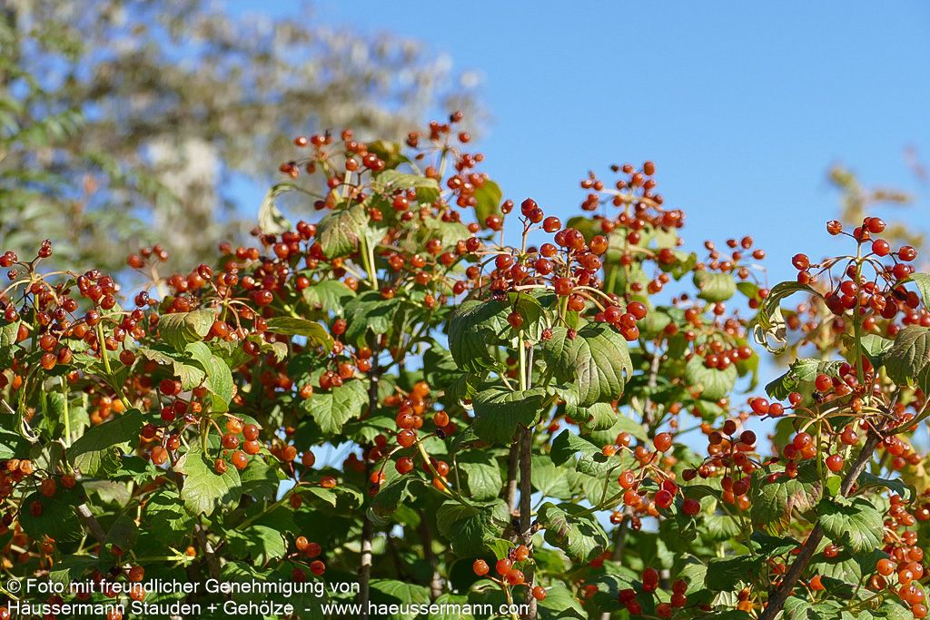 Zwerg-Schneeball 'Compactum' (Viburnum opulus)
