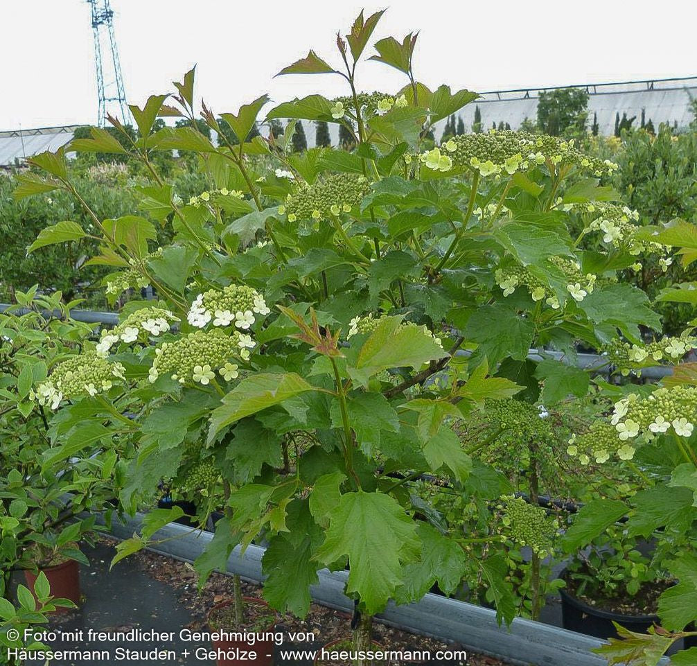 Zwerg-Schneeball 'Compactum' (Viburnum opulus)
