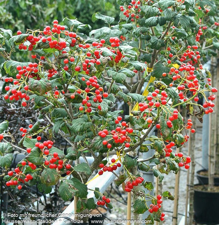 Zwerg-Schneeball 'Compactum' (Viburnum opulus)