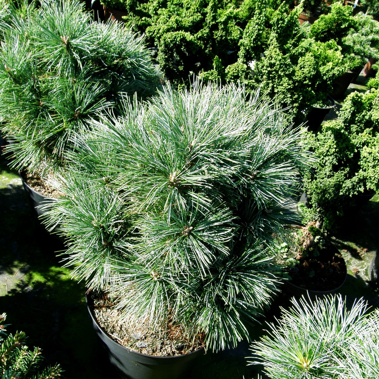 Zwerg-Seiden-Kiefer 'Guteborn' (Pinus strobus)