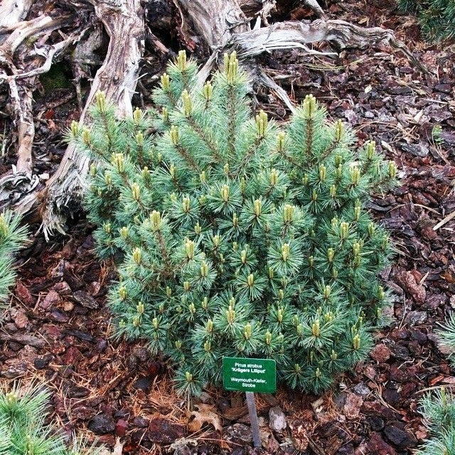 Zwerg-Seiden-Kiefer 'Krüger's Lilliput' (Pinus strobus)