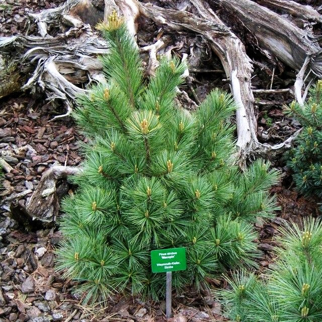 Zwerg-Seiden-Kiefer 'Macopin' (Pinus strobus)