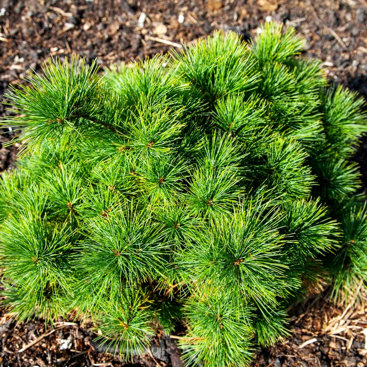 Zwerg-Seiden-Kiefer 'Minima' (Pinus strobus)