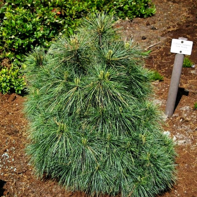 Zwerg-Seiden-Kiefer 'Radiata' (Pinus strobus)