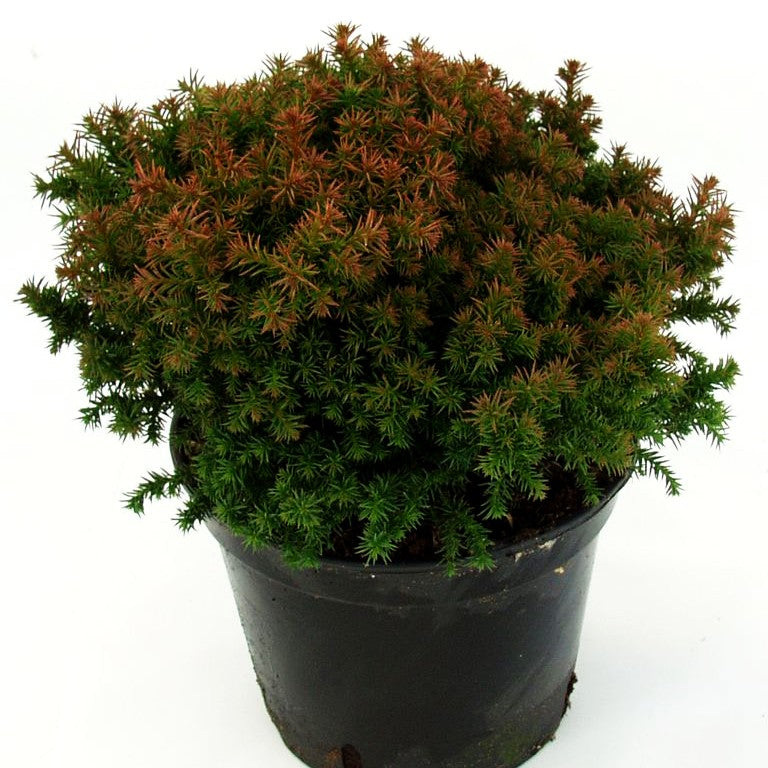 Zwerg-Sicheltanne 'Vilmoriniana' (Cryptomeria japonica)