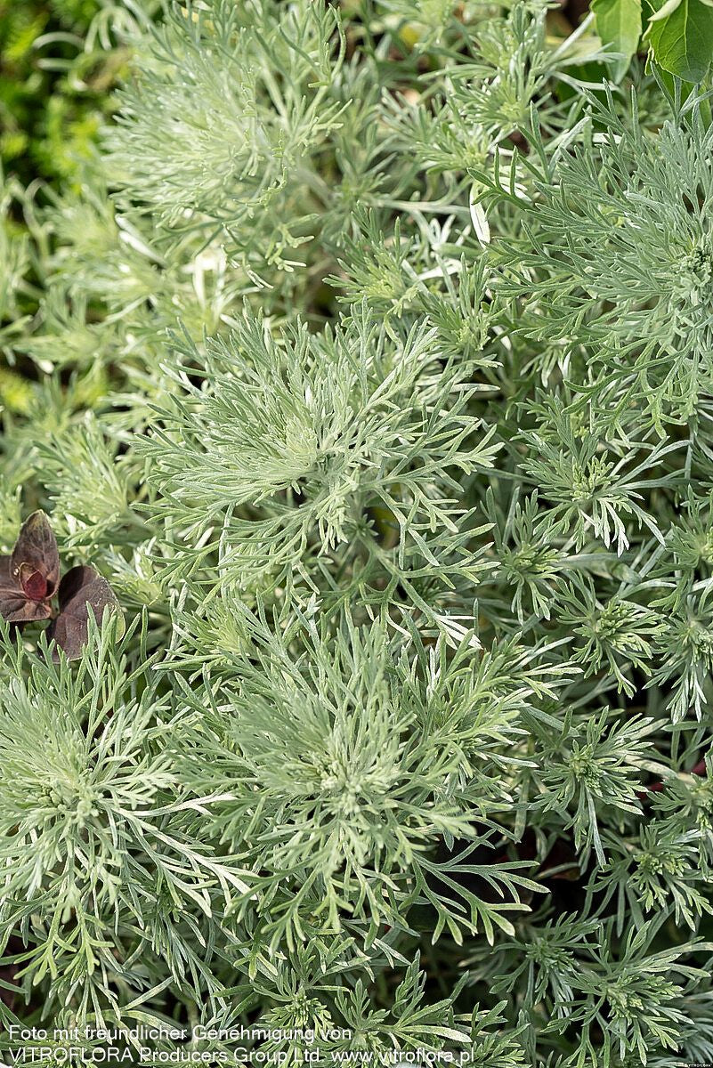 Zwerg-Silber-Raute 'Nana' (Artemisia schmidtiana)