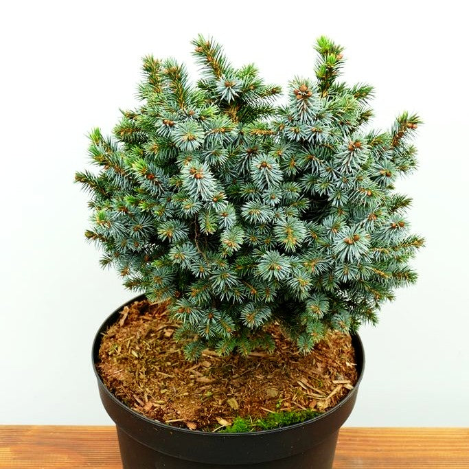 Zwerg-Sitka-Fichte 'Papoose' (Picea sitchensis)