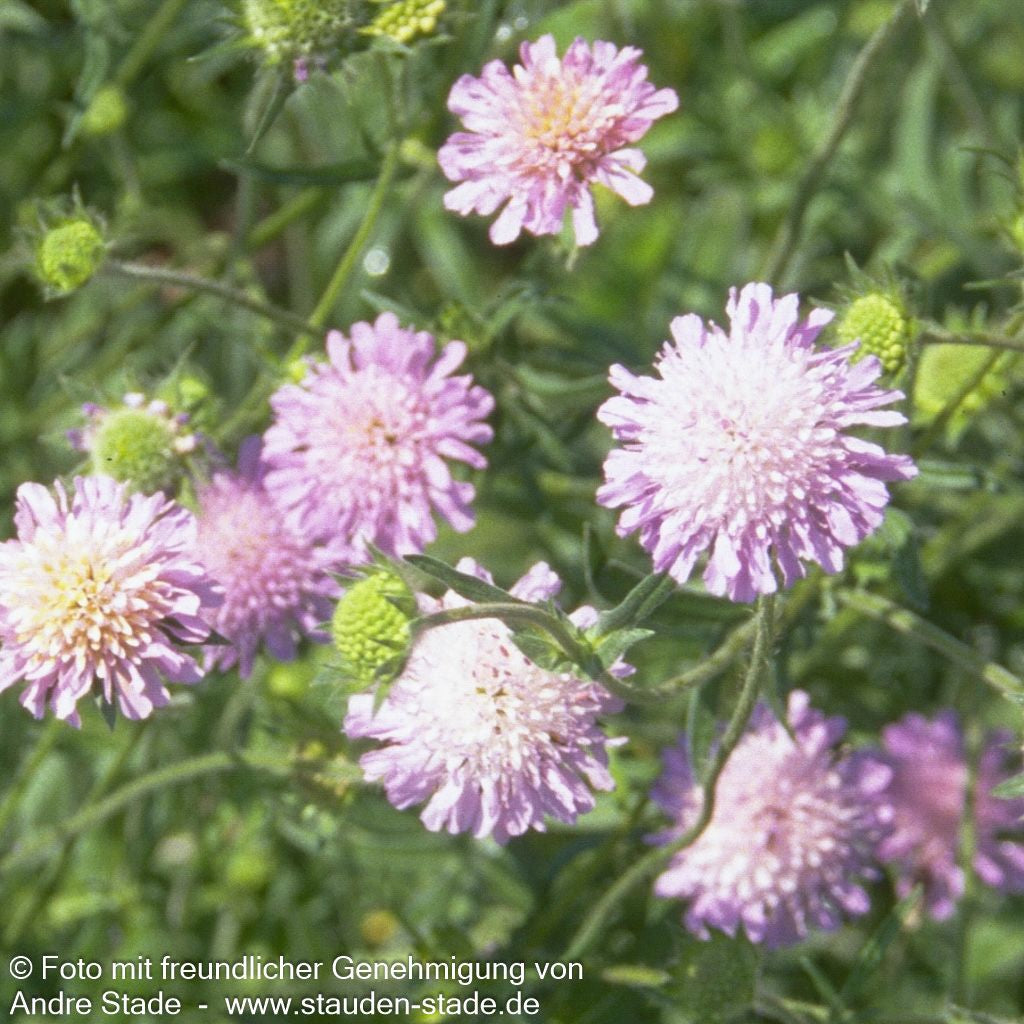 Zwerg-Skabiose (Scabiosa japonica var.alpina)
