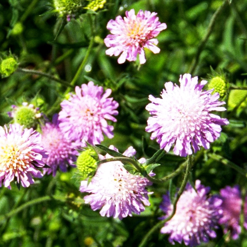 Zwerg-Skabiose (Scabiosa japonica var.alpina)
