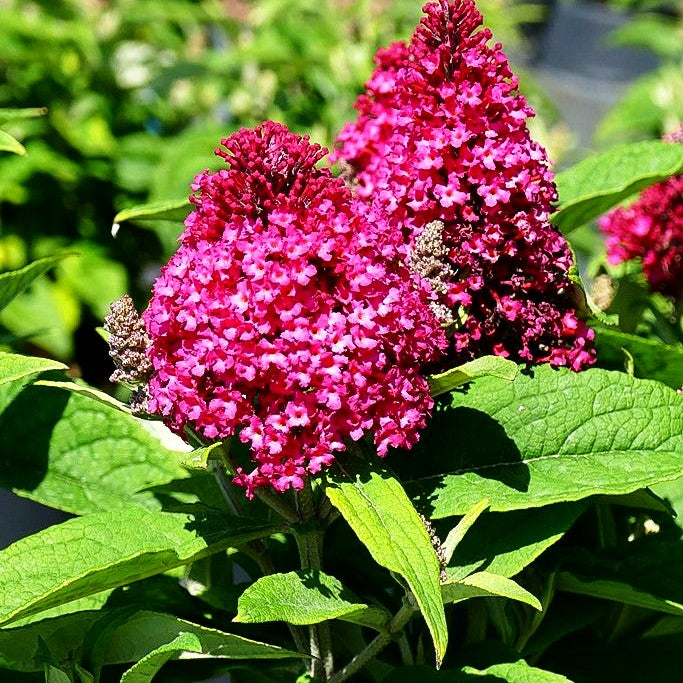 Zwerg-Sommerflieder 'B. Candy Little Ruby' (Buddleja dav.)