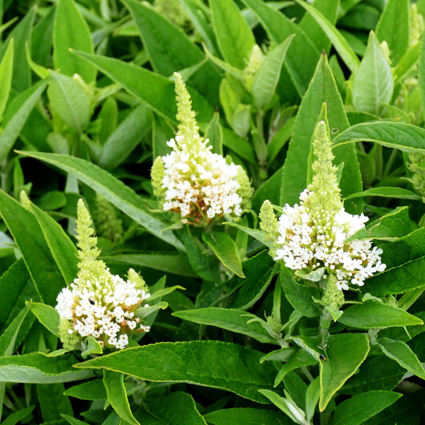 Zwerg-Sommerflieder 'B. Candy Little White' (Buddleja dav.)