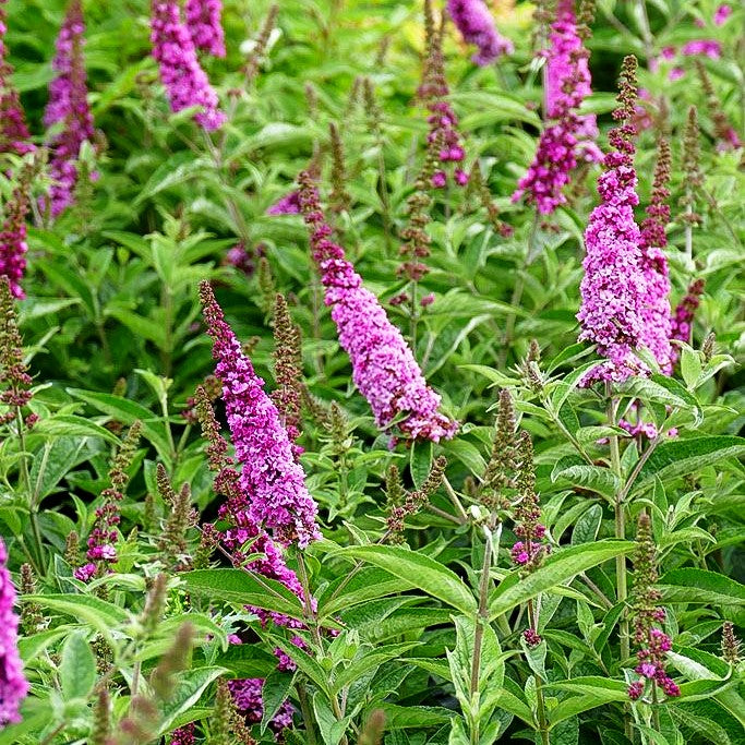 Zwerg-Sommerflieder 'Pink Micro Chip' (Buddleja davidii)