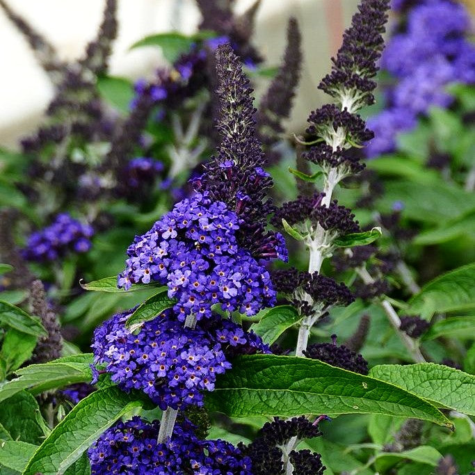 Zwerg-Sommerflieder 'Rocketstar Indigo' (Buddleja davidii)