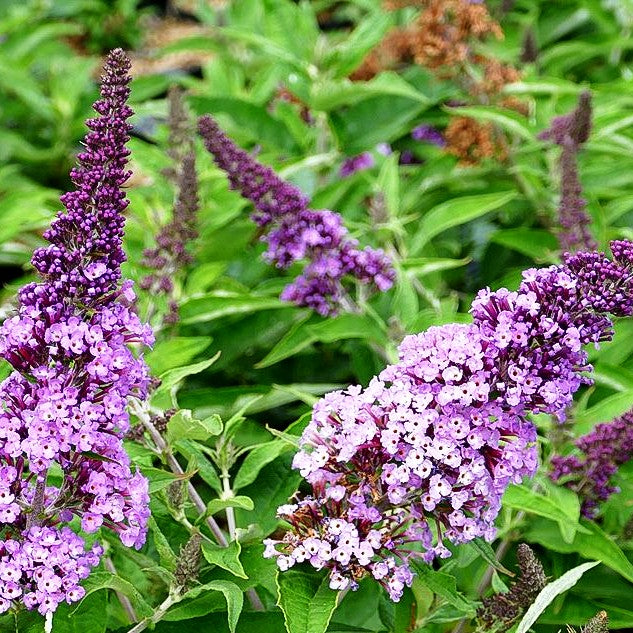 Zwerg-Sommerflieder 'Rocketstar Orchid' (Buddleja davidii)