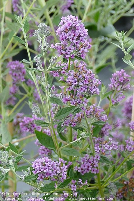 Zwerg-Sommerflieder 'Unique' (Buddleja alternifolia)