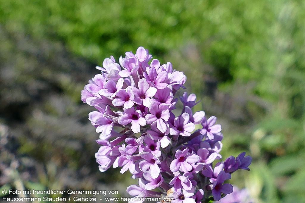 Zwerg-Sommerflieder 'Unique' (Buddleja alternifolia)