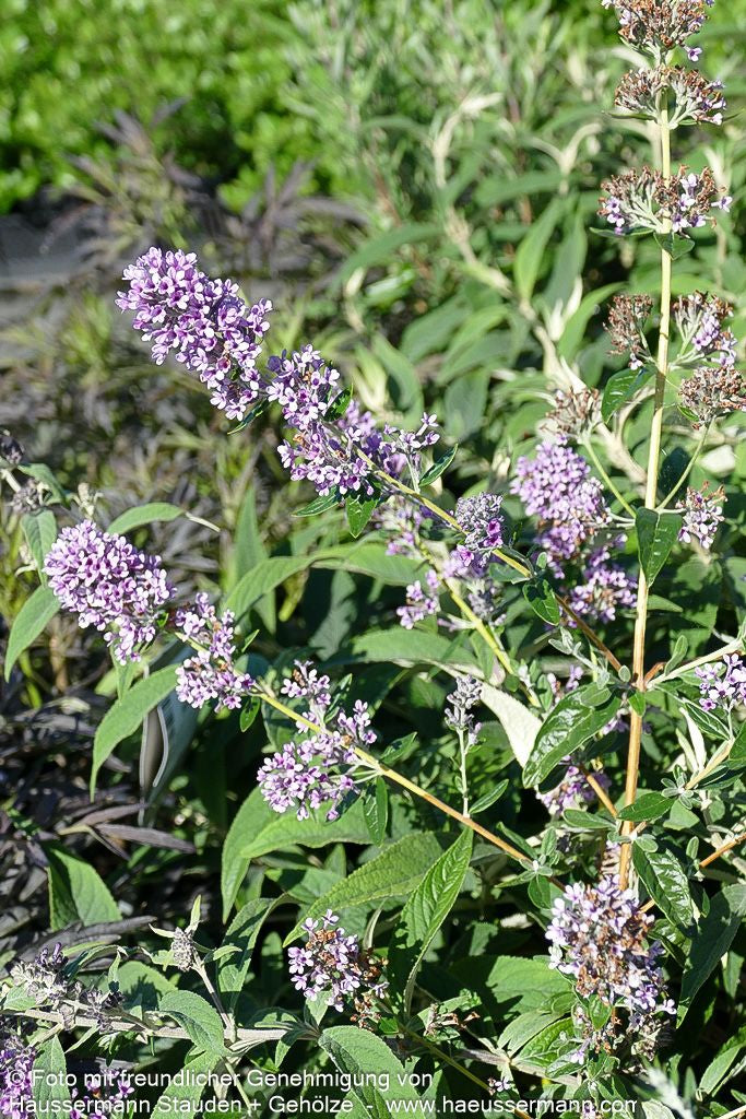 Zwerg-Sommerflieder 'Unique' (Buddleja alternifolia)