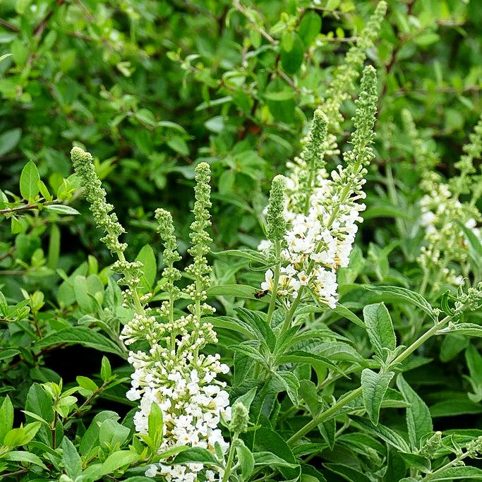 Zwerg-Sommerflieder 'White Chip' (Buddleja davidii)