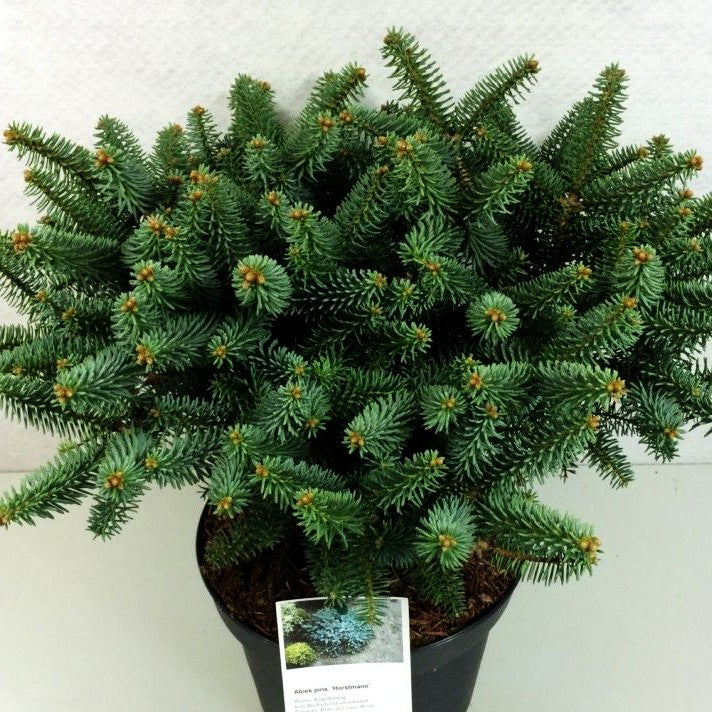 Zwerg-Spanische Tanne 'Horstmann' (Abies pinsapo)
