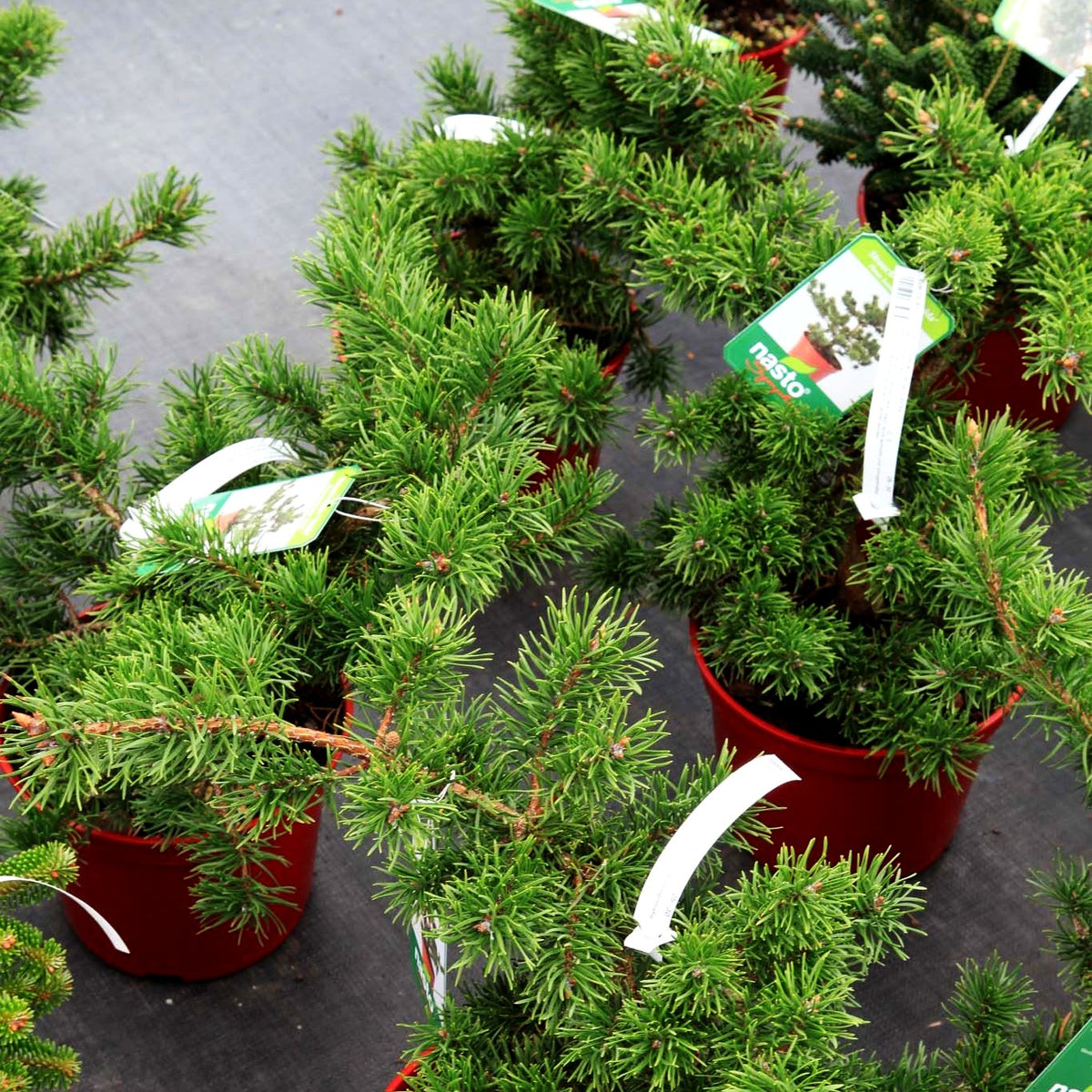 Zwerg-Strauchkiefer 'Velda' (Pinus banksiana)