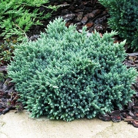 Zwerg-Wacholder 'Blue Star' (Juniperus squamata)