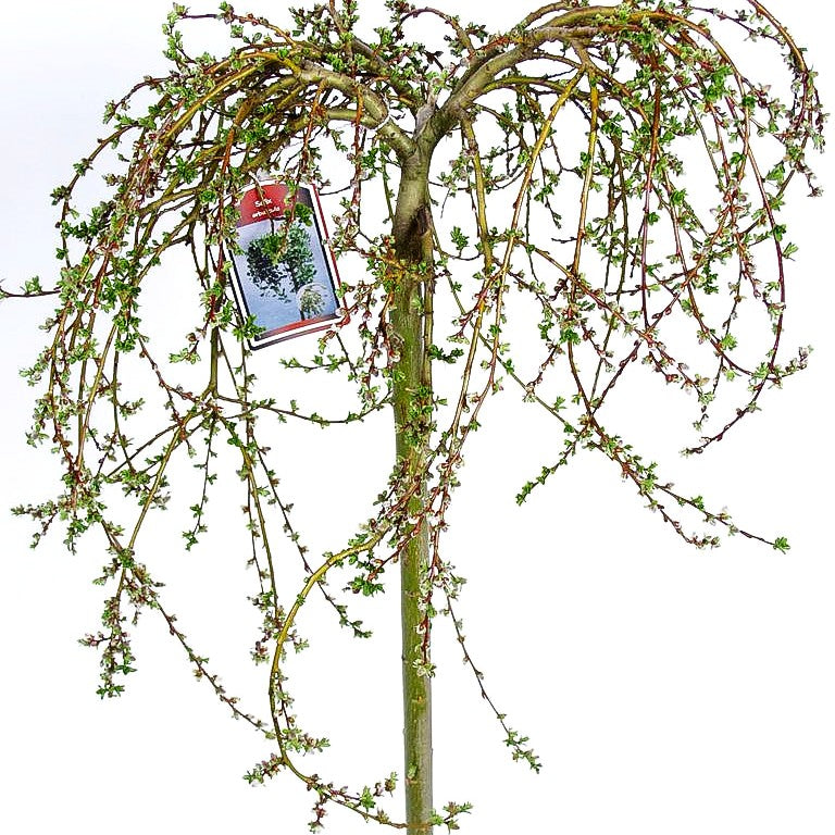 Zwerg-Weide (Salix arbuscula)
