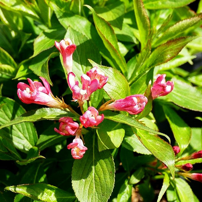 Zwerg-Weigelie 'All Summer Peach' (Weigela florida)