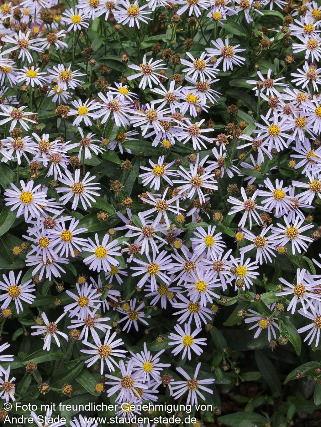Zwerg-Wild-Aster 'Adustus Nanus' (Aster ageratoides)