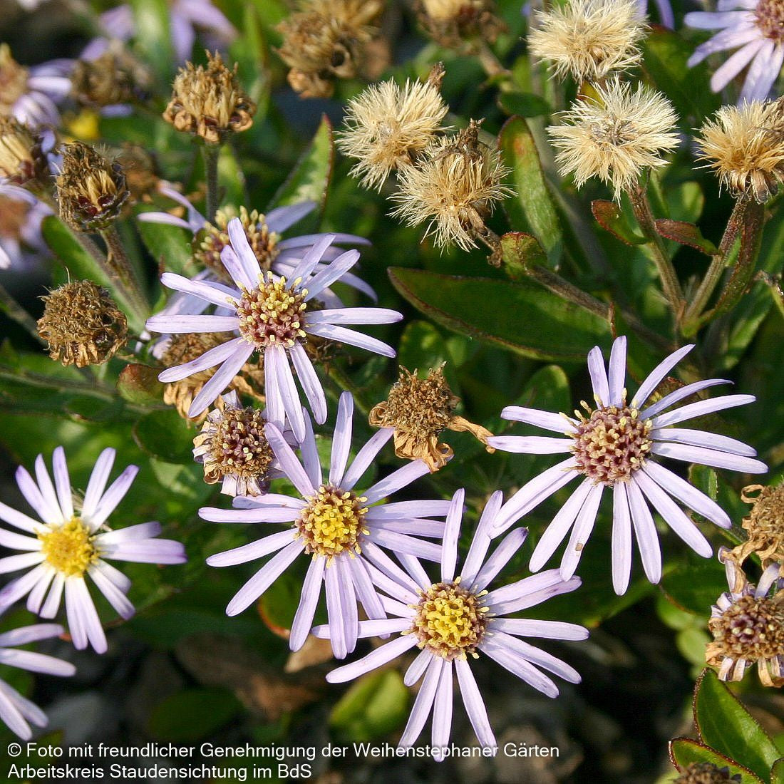 Zwerg-Wild-Aster 'Adustus Nanus' (Aster ageratoides)