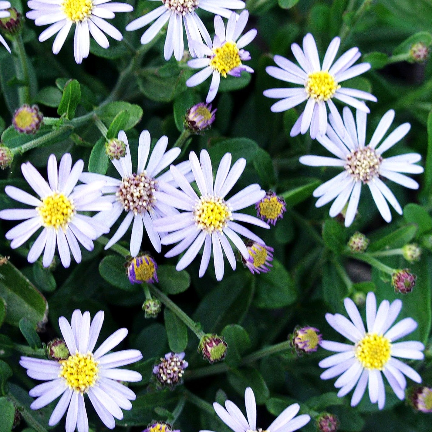 Zwerg-Wild-Aster 'Adustus Nanus' (Aster ageratoides)