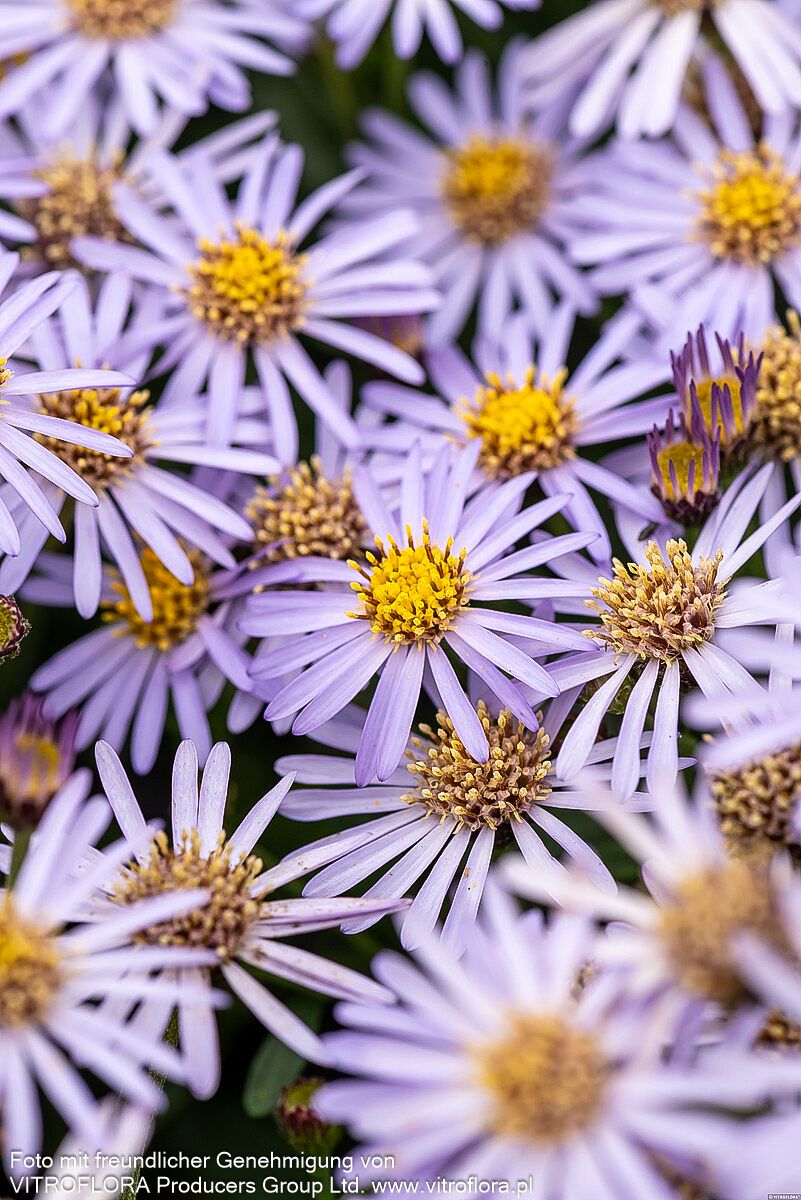 Zwerg-Wild-Aster 'Adustus Nanus' (Aster ageratoides)
