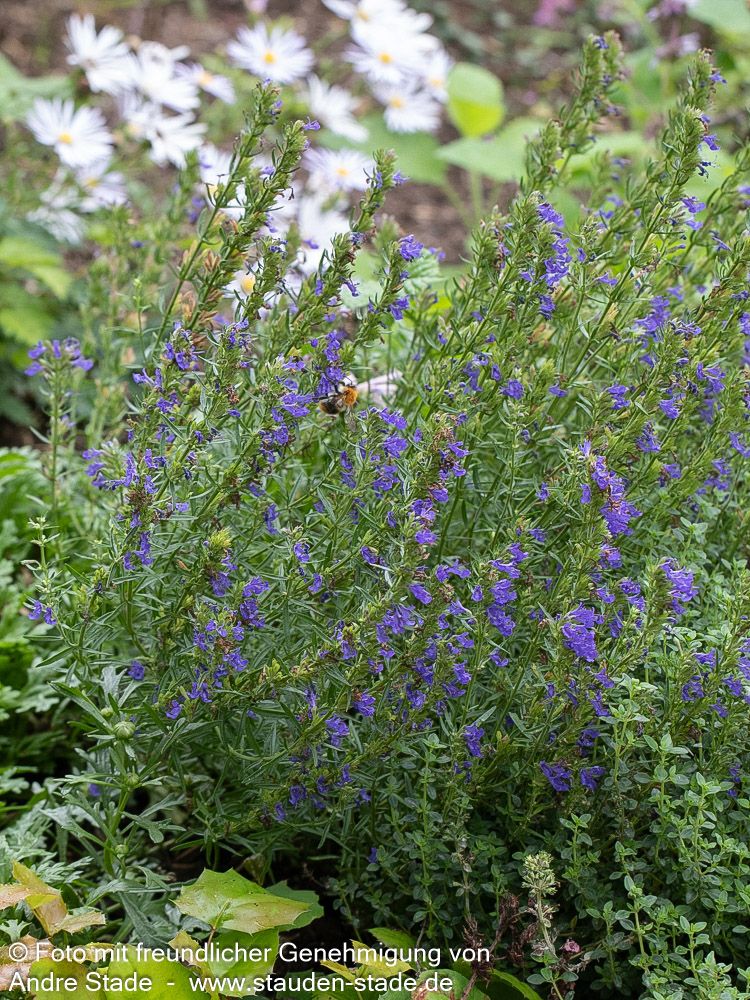 Zwerg-Ysop (Hyssopus officinalis ssp.aristatus)