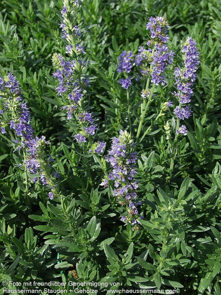 Zwerg-Ysop (Hyssopus officinalis ssp.aristatus)