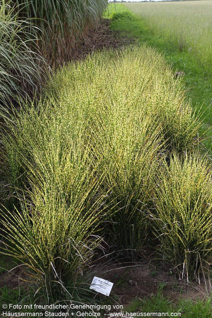 Zwerg-Zebraschilf 'Gold Bar' (Miscanthus sinensis)