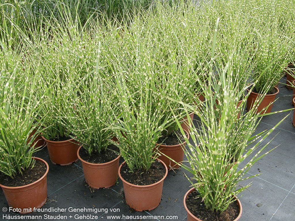 Zwerg-Zebraschilf 'Gold Bar' (Miscanthus sinensis)