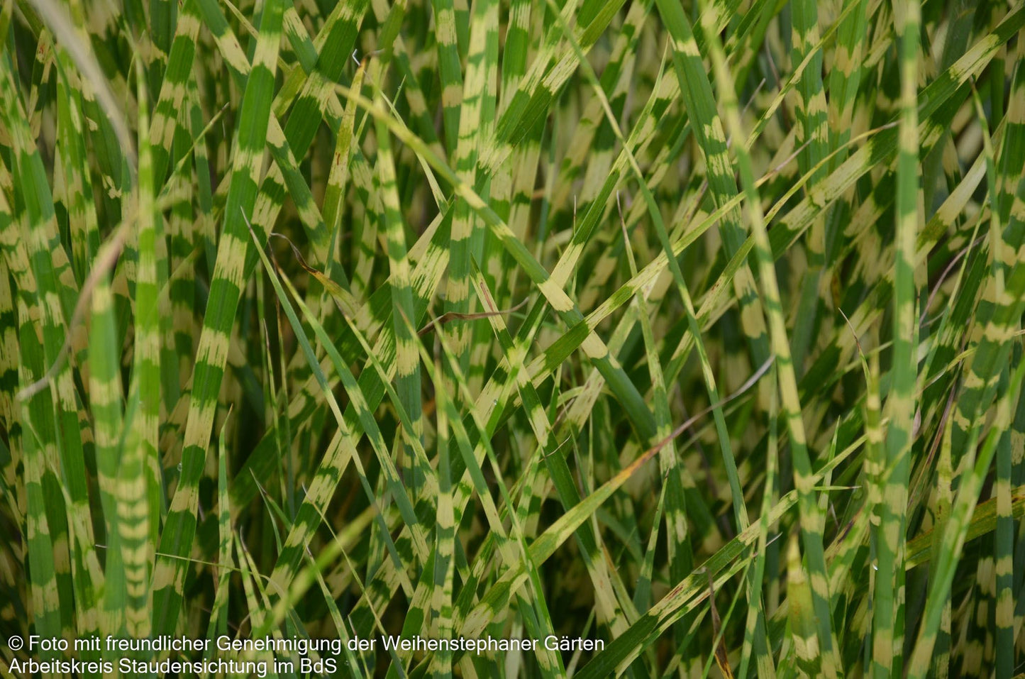 Zwerg-Zebraschilf 'Gold Bar' (Miscanthus sinensis)