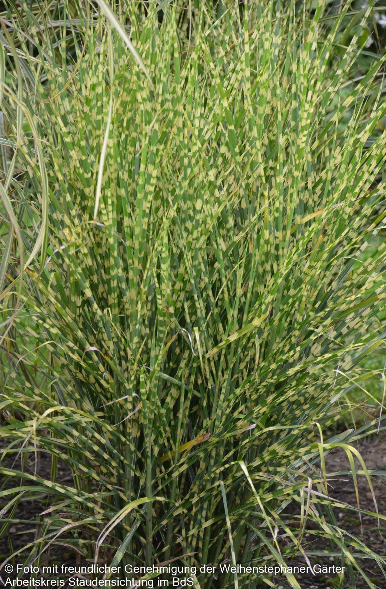 Zwerg-Zebraschilf 'Gold Bar' (Miscanthus sinensis)