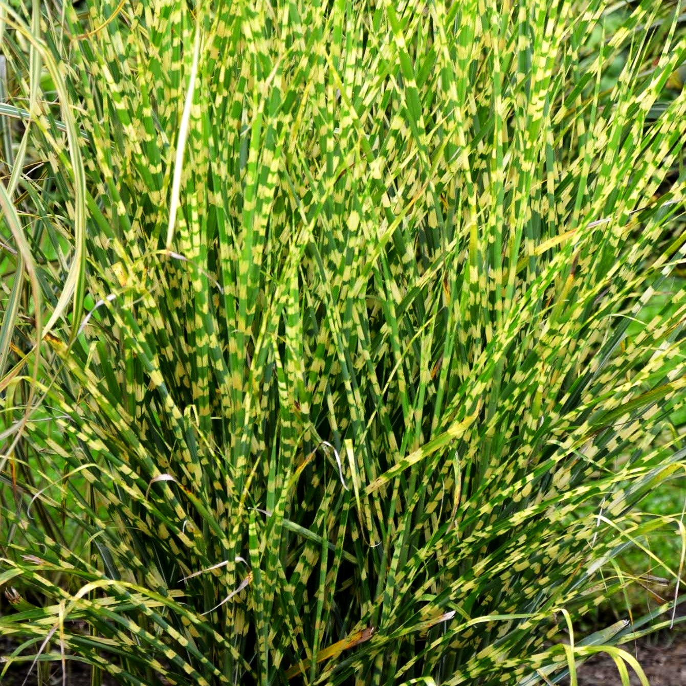 Zwerg-Zebraschilf 'Gold Bar' (Miscanthus sinensis)