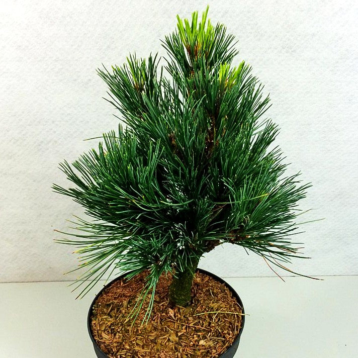 Zwerg-Zirbel-Kiefer 'Sartori' (Pinus cembra)