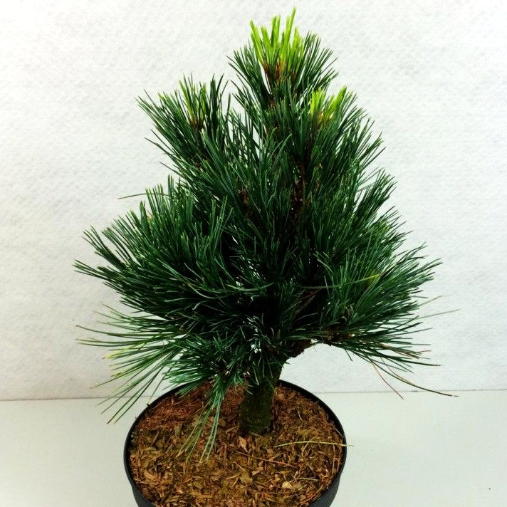 Zwerg-Zirbel-Kiefer 'Sartori' (Pinus cembra)