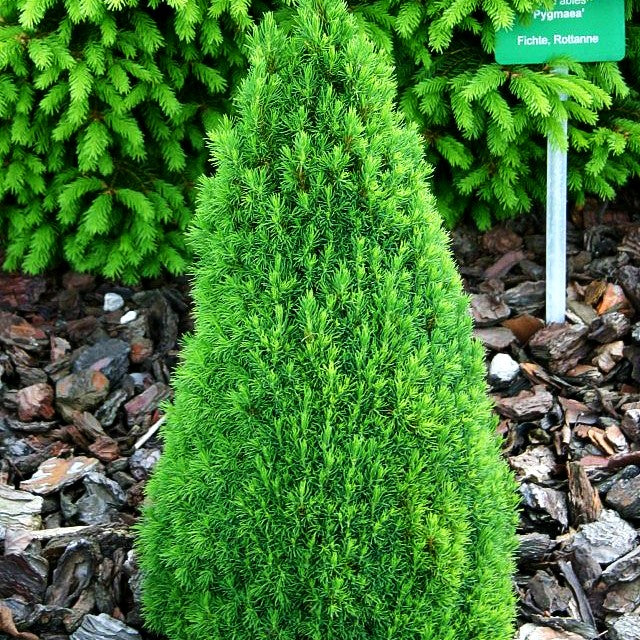 Zwerg-Zuckerhut-Fichte 'Laurin' (Picea glauca)