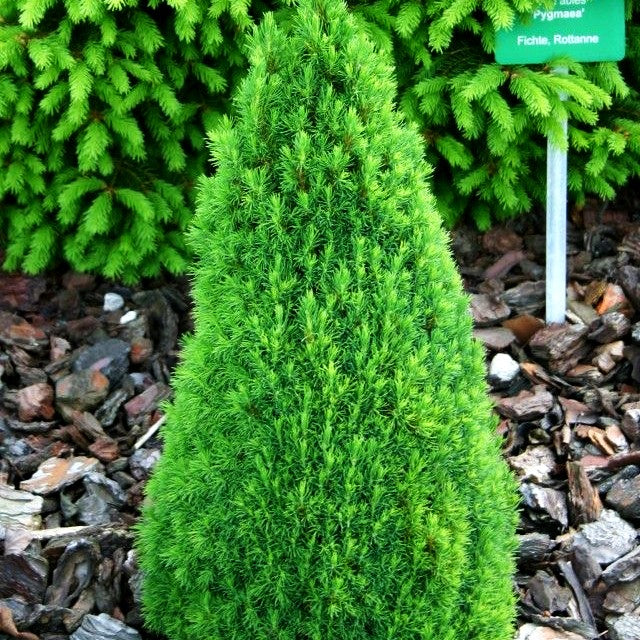 Zwerg-Zuckerhut-Fichte 'Laurin' (Picea glauca)