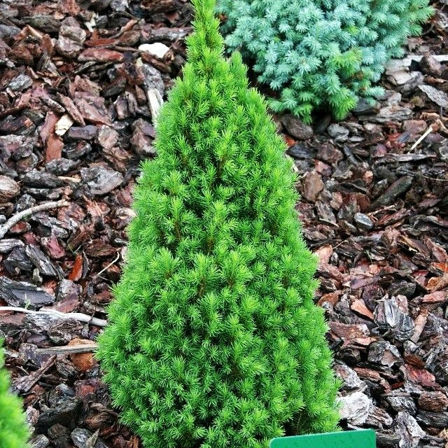 Zwerg-Zuckerhut-Fichte 'Zuckerhut' (Picea glauca)